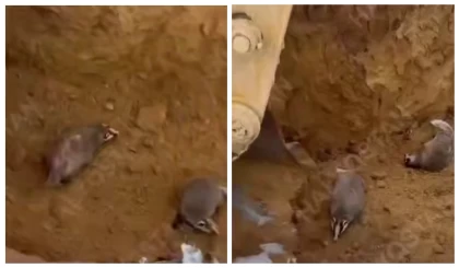 Ақмола облысында жол жөндеп жүрген жұмысшылар борсықтарды аяусыз өлтірген (видео)