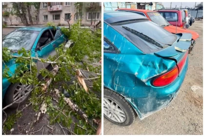 Көлігіне ағаш құлап кеткен қазақстандық әйел әкімдікті сотта жеңіп шықты