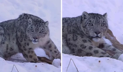 “Ғажап жаратылыс”: Алматыда фотограф қар барысын жақыннан түсіріп алды