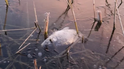 Саран әкімдігі мұз айдынына суды су қоймасынан балығымен бірге алып, қатырып тастаған