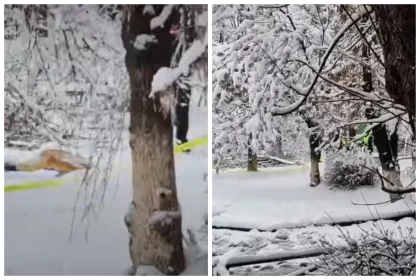 Шымкентте 10 жастағы бала үстіне бұта құлап көз жұмды