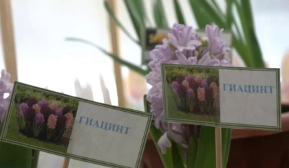 Ақжелкен, рукола, аскөк өсіреді: Шымкентте бүлдіршіндер балабақшаны жеке шаруашылыққа айналдырған