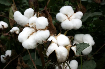 Қытайлық инвесторлар Қазақстанда мақтаның рекордтық өнімін өсірді