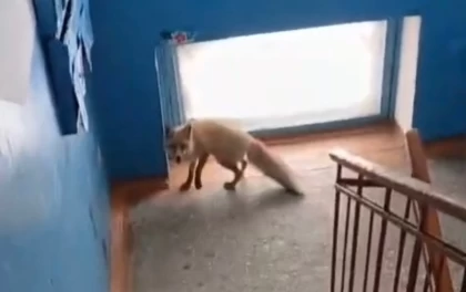 Рудныйда тұрғын үйге кіріп кеткен жабайы түлкіні арнайы қызмет өкілдері өлтіріп алған (видео)