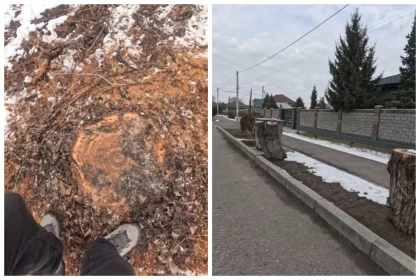 Жетсіу облысында тұрғындар ағаштар жаппай оталып жатқанын айтып, дабыл қақты
