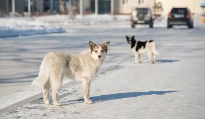 Алматы облысында бір топ ит 52 жастағы әйелді талап тастай жаздады