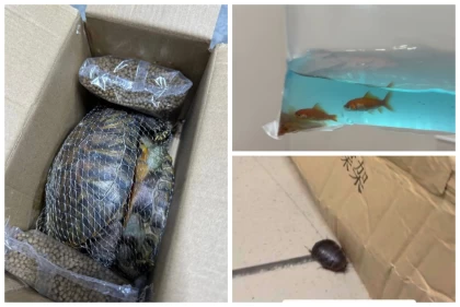 Қазақстандықтар қытайлық сайттардан жануарларға тапсырыс беріп, өлтіріп алған