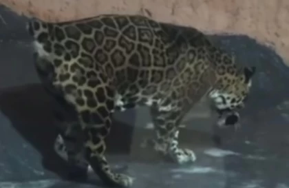 "Әбден әлсіреген": Алматы зообағындағы ягуардың жағдайы желі қолданушыларының наразылығын тудырды