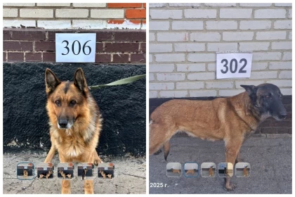 Қазақстандықтар шекаралық қызметте болған иттерді аукцион арқылы сатып ала алады