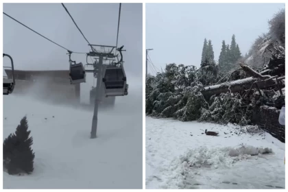 Алматыда соққан жойқын дауыл салдарынан Шымбұлақта алып ағаш құлады (видео)
