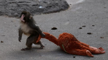 IKEA компаниясы әлемді елжіреткен Панч есімді маймыл арқылы үлкен табыс тапты