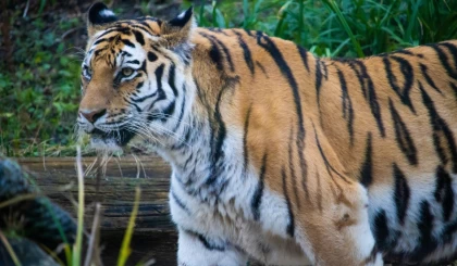 Қазақстанға Ресейден төрт амур жолбарысын әкелу жоспарланып отыр