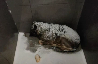 Минус 20°C-та қаңғыбас итке жамылғы жапқан курьерді "Додо Пицца" жұмыстан қуып жіберген