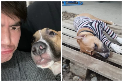 Алматы облысында ер адам әйеліне үргені үшін итті қақ маңдайынан атып кетті