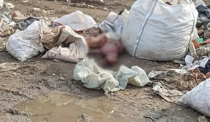 Алматыда қоқыс алаңынан терісі сыпырылған сегіз иттің өлексесі табылды