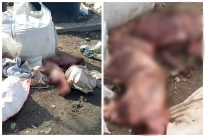 "Еті мен терісін заңсыз сатқаны көрінеді": Алматыда тұрғындар үй ауласынан бір қап итке ұқсас жануардың өлексесін тапты