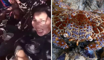 Блогер видео үшін ең улы теңіз шаянын жеймін деп көз жұмды