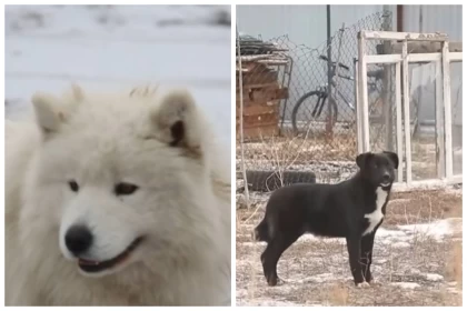 Ақтөбеде мектеп оқушысын қаңғыбас иттер талап тастады