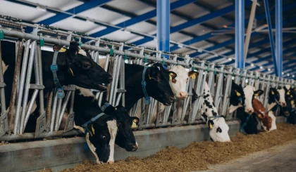 Түркістандық әйел жоқ малға 25 миллион теңгеге жуық субсидия алған