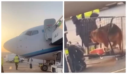 "300 мың теңгем босқа кетті": Қазақстандық әйел өзін итімен бірге ұшақтан түсіріп тастаған әуе компанияның әрекетіне шағымданды