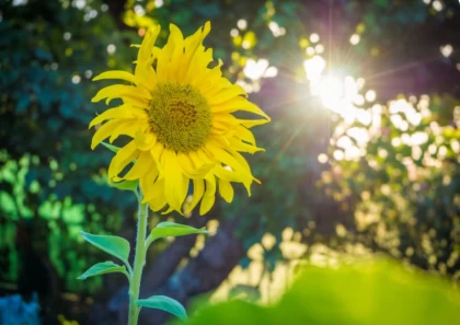 "+30°C-қа дейін жылнады": Синоптиктер еліміз бойынша алдағы күндерге арналған ауа райы болжамын жариялады