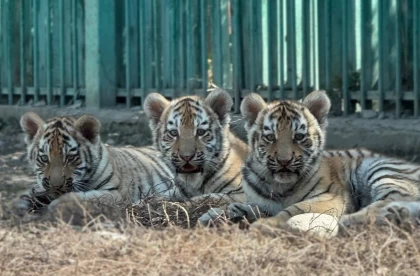 Алматы зообағында амур жолбарыстарының үш шөнжігі дүниеге келді