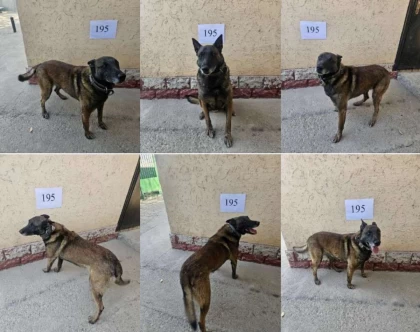 Қорғаныс министрлігі қызметтік ардагер иттерді 561 теңгеден сатылымға шығарды