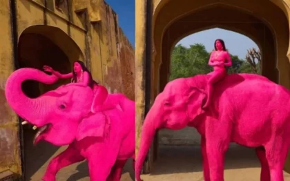 Блогер фотосессия үшін пілді қызғылт түске бояған: Жануар содан кейін өліп кетті