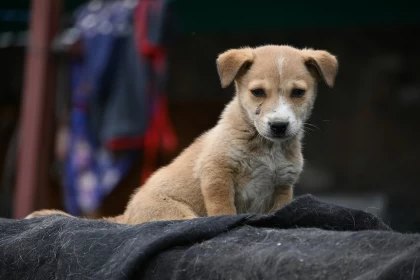 "Ай сайын ит-мысықты асырауға 8 миллион теңге жұмсаймын": Қазақстандық панажай иелері далада қалған жануарларды қалай асырайды