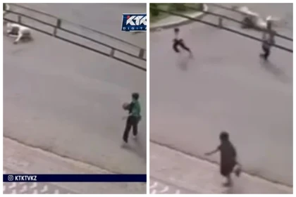 Таразда 7 жасар бала мінген ат көлікке соғылды