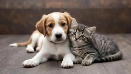 Қазақстанда қаңғыбас иттерге ұсталған соң бес күннен кейін эвтаназия жасалады