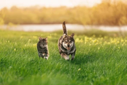 Енді елімізде полицейлер ит пен мысықтың чипі бар-жоғын тексереді