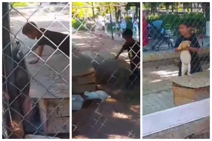 Шымкент зоопаркінде бала қояндардың қоршауына кіріп, жануарларды қуалаған