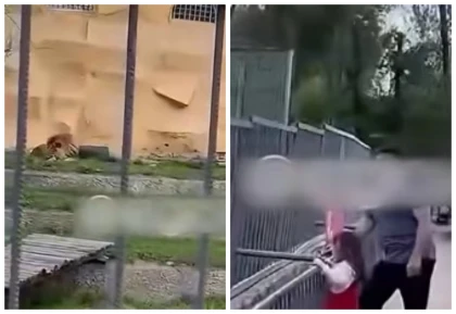 Алматыда зообақта арыстандарға тас лақтырған азамат айыппұл арқалады