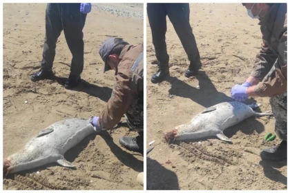 Каспий жағалауынан табылған өлі итбалықтар саны күрт артты