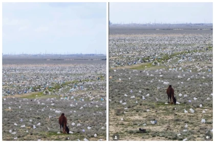 Желіде Маңғыстау облысындағы қоқыс толған далада түсірілген видео жұртты шошытты (видео)