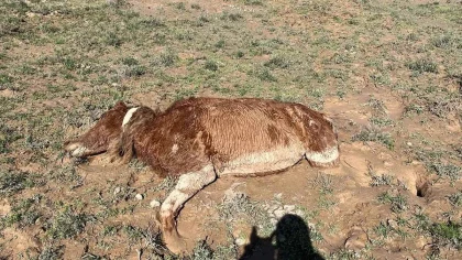 Маңғыстау фермерлері апат салдарынан қырылған мал үшін өтемақы талап етті