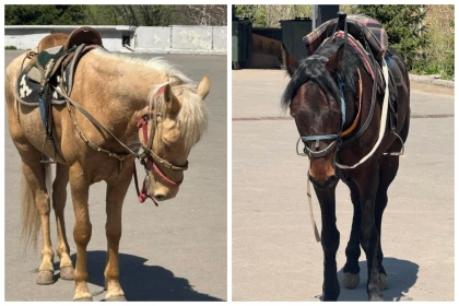"Көлеңкеге байламай, су бермей, қинап қояды": Алматылықтар Медеуде қызмет еткен жылқылардыңң мүшкіл жағдайына шағымданды