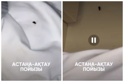 "Ұйықтай алмаймын": Жолаушылар "Маңғыстау-Семей" пойызындағы тарақандарға шағымданды