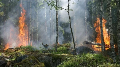 "Семей орманындағы" өрттен кейін ондағы қызметкерлердің жалақысы өсті ме: Министрлік жауап берді