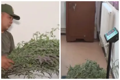 Алматы маңындағы таудан шөп тергені үшін ер адамға айыппұл салынды