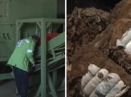 Алматы облысында қой жүнінен тыңайтқыш өндіріле бастады