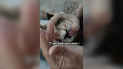 Мысықты қинап ауызына насыбай тыққан: Әлеуметтік желіге таралған бейнероликке полиция жауап берді