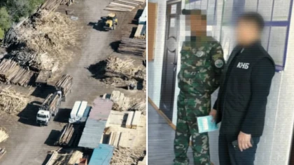 "Семей орманында" бір топ лауазымдылар ақша үшін ағаш кесуге жағдай жасады деген күдікке ілінді