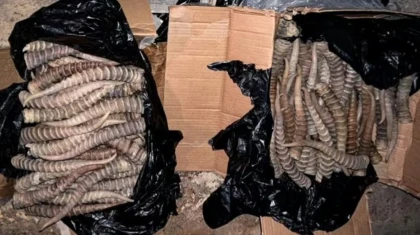 180 млн теңгеге бағаланған ақбөкен мүйізін Қазақстаннан Қытайға заңсыз алып өтпек болған