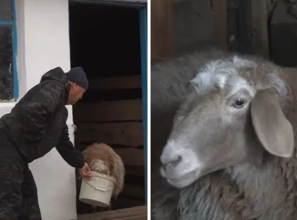Қожайынының бұйрығын орындайтын құйырықты қой желі жұлдызына айналды
