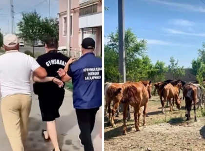 Ақмола облысында әкесі мен ұлы 77 жылқы ұрлады деген күдікке ілінді