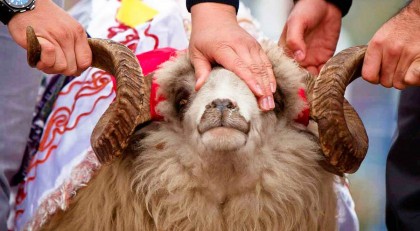 Құрбан айт мерекесі кезінде малды онлайн құрбандыққа шалу рәсімі қалай өтеді - Имамдар түсіндірді