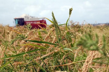 "Дәл мұндай су тапшылығы есімде жоқ": Сырдарияда тағы да су тапшылығы