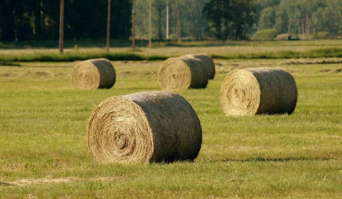 Мен әйелдің ғашықтарының әтештерін сорып жатқанын көргенді ұнатамын. Ресейден келген әуесқойлық порно